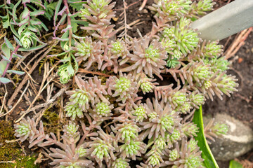 Sedum Tatarinowii plant in Saint Gallen in Switzerland 24.5.25