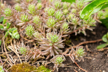 Sedum Tatarinowii plant in Saint Gallen in Switzerland 24.5.25