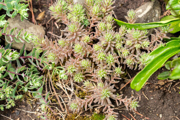 Sedum Tatarinowii plant in Saint Gallen in Switzerland 24.5.25