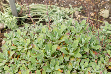 Mountain rock cress or Arabis Caucasica plant in Saint Gallen in Switzerland 24.5.25