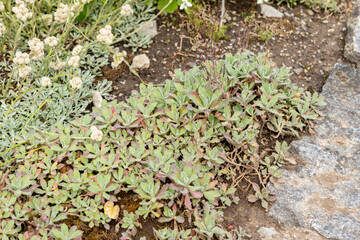 Mountain rock cress or Arabis Caucasica plant in Saint Gallen in Switzerland 24.5.25