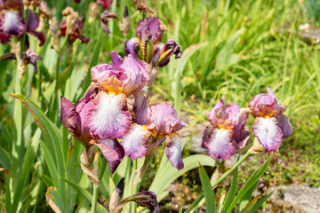 Iris Barbata Helen Proctor plant in Saint Gallen in Switzerland 24.5.25