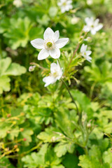 Woodland windflower or Anemone Leveillei plant in Saint Gallen in Switzerland 24.5.25