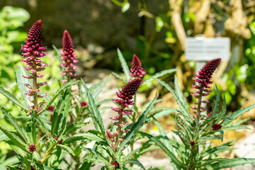 Lysimachia Atropurpurea plant in Saint Gallen in Switzerland 24.5.25