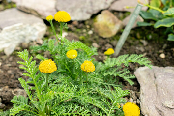 Tanacetum Bipinnatum plant in Saint Gallen in Switzerland 24.5.25