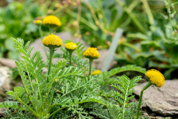 Tanacetum Bipinnatum plant in Saint Gallen in Switzerland 24.5.25