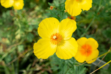 Mexican tulip poppy or Hunnemannia Fumariifolia plant in Saint Gallen in Switzerland 24.5.25