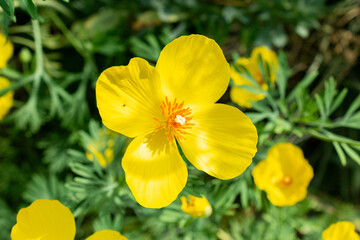 Mexican tulip poppy or Hunnemannia Fumariifolia plant in Saint Gallen in Switzerland 24.5.25