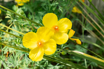Mexican tulip poppy or Hunnemannia Fumariifolia plant in Saint Gallen in Switzerland 24.5.25