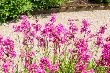 Obraz premium Clammy campion or Silene Viscaria plant in Saint Gallen in Switzerland 24.5.25