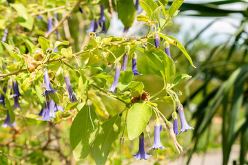 Blue angel trumpet or Iochoma Australe plant in Saint Gallen in Switzerland 24.5.25