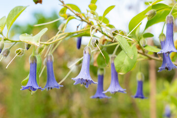 Blue angel trumpet or Iochoma Australe plant in Saint Gallen in Switzerland 24.5.25