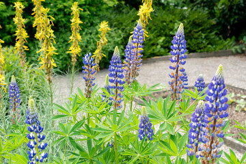Garden speedwell or Veronica Longifolia plant in Saint Gallen in Switzerland 24.5.25