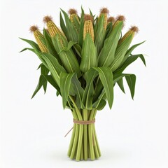 Obraz premium Bundle of Fresh Corn with Lush Green Leaves on White Background