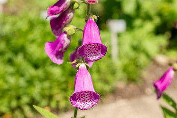 Foxglove or Digitalis Purpurea plant in Saint Gallen in Switzerland 24.5.25
