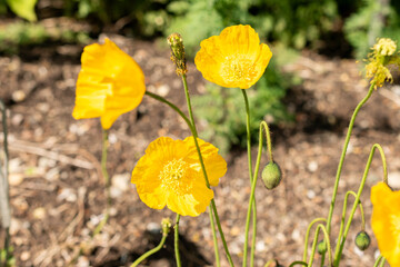 Ice poppy or Papaver Croceum plant in Saint Gallen in Switzerland 24.5.25