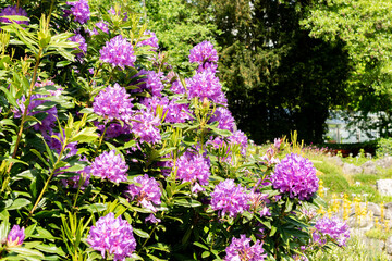 Rhododendron Ponticum plant in Saint Gallen in Switzerland 24.5.25