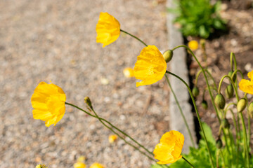 Ice poppy or Papaver Croceum plant in Saint Gallen in Switzerland 24.5.25