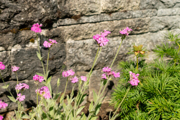 Silene Flos-Jovis plant in Saint Gallen in Switzerland 24.5.25