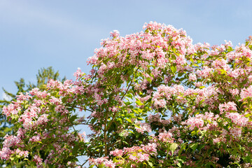 Beauty bush or Kolkwitzia Amabilis plant in Saint Gallen in Switzerland 24.5.25