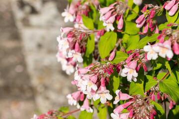 Beauty bush or Kolkwitzia Amabilis plant in Saint Gallen in Switzerland 24.5.25