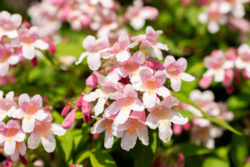 Beauty bush or Kolkwitzia Amabilis plant in Saint Gallen in Switzerland 24.5.25