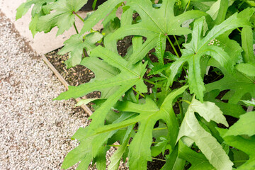 Aibika or Abelmoschus Manihot plant in Saint Gallen in Switzerland 24.5.25