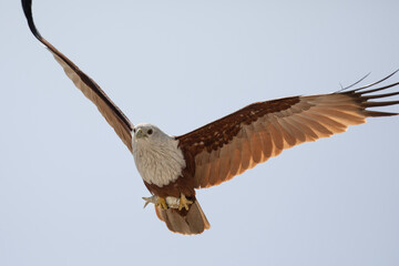 A brahminy kite flies away having caught a fish.