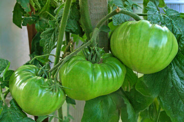 Fresh green tomatoes on the vine. Ripening large growing tomatoes in a home greenhouse. Background with plant fruits, vegetables.