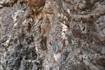 Close up of the trunk of the oldest baobab tree in South Asia located in Mannar, Sri Lanka.