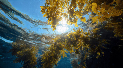 Sunlight streaming through floating sargassum seaweed in clear tropical ocean water.