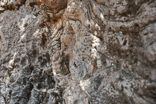 Close up of the trunk of the oldest baobab tree in South Asia located in Mannar, Sri Lanka.
