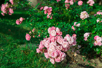 Delicate pink cluster roses in full bloom with green leaves and blurred background