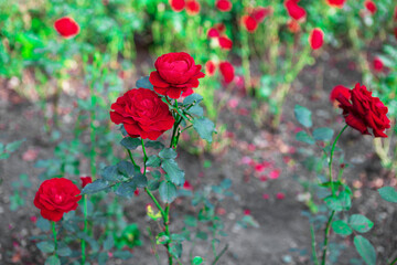 Picturesque Close-up of Vivid Red Roses in Full Bloom in a Garden