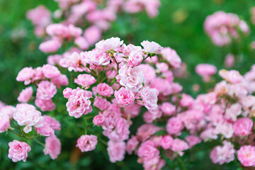 Softly Blurred Pink Flowers, A Touch of Natures Beauty and Serenity