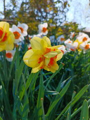 Field of blooming daffodils (Narcissus) in vibrant white and yellow hues on a sunny spring day.