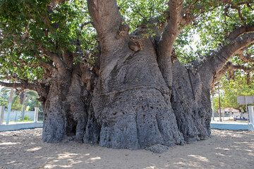 The textured bark of the oldest baobab tree in South Asia located in Pallmunai, Mannar.