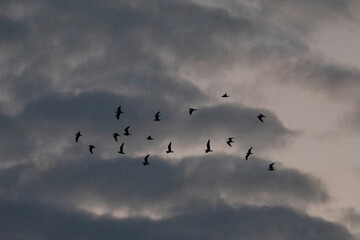 A flock of birds flies in formation through cloudy skies.