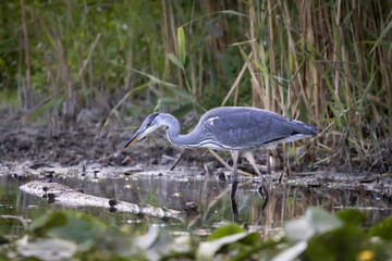 Grey heron hunting in shallow water.