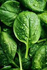 Fresh Spinach Leaves Glistening With Water Droplets After Being Washed Recently
