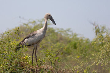 An asian openbill stork standing on a branch and looks for food.