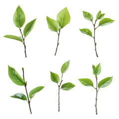Fototapeta premium Green leaves and stems collection isolated on transparent background