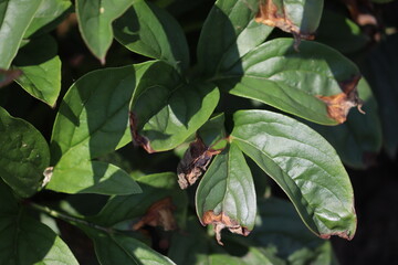 Botrytis blight of peony leaves, caused by the fungus, Botrytis paeoniae. Peony leaf disease in the form of dry brown spots