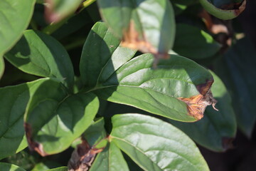 Botrytis blight of peony leaves, caused by the fungus, Botrytis paeoniae. Peony leaf disease in the form of dry brown spots