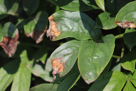 Botrytis blight of peony leaves, caused by the fungus, Botrytis paeoniae. Peony leaf disease in the form of dry brown spots