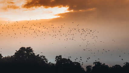 A large flock of birds in flight, forming a dynamic cloud against the backdrop of a dramatic,...