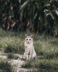 White and gray cat sitting in the middle of green, wild grass, with a blur in the background