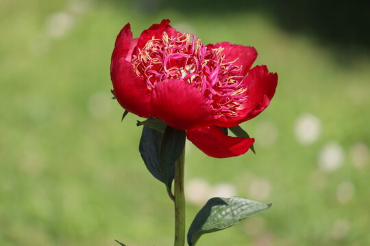 Red peony (cultivar Walter Mains) flower in summer garden
