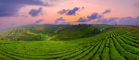 Green tea plantation sunset time Da lat, Vietnam, nature banner background