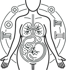 Pregnancy Internal Organs Line Art Medical Illustration